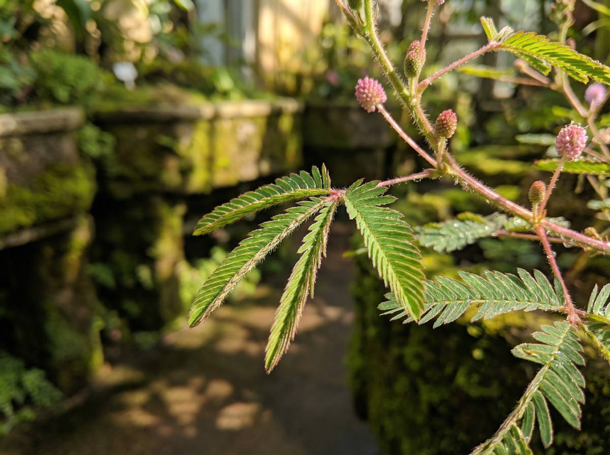 51动漫含羞草视频教程